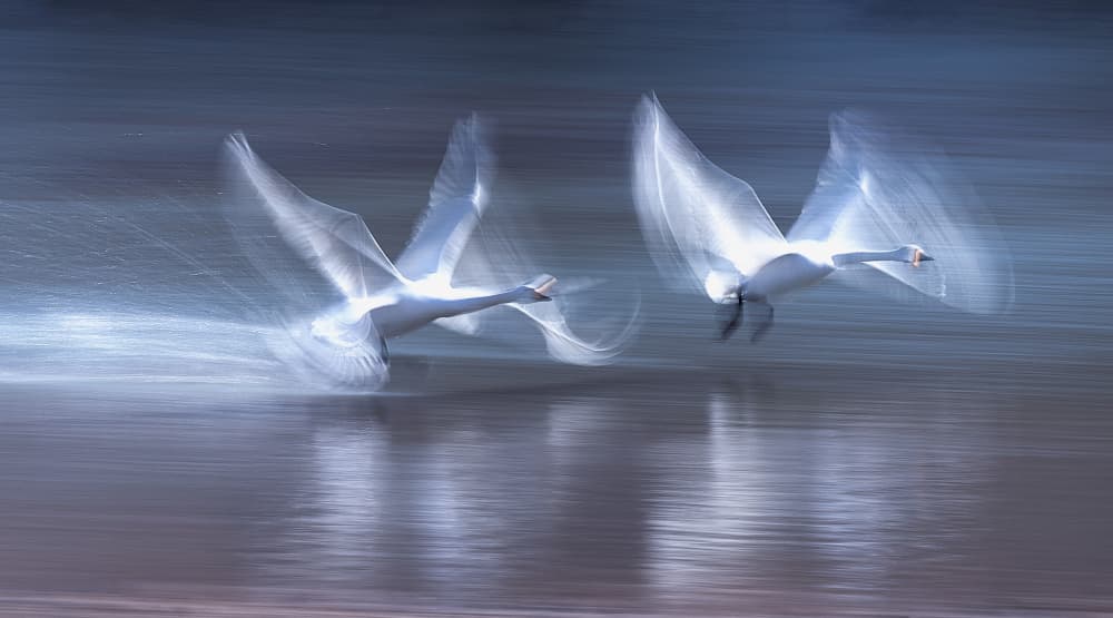 Swans in Motion by Summer2016 — canvas wall art