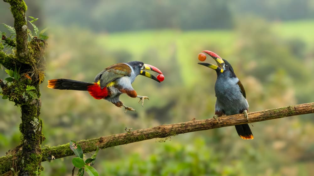 Playful Rainforest Toucans by tianhuayu — canvas wall art