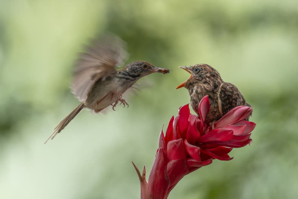 Parent Bird Feeding Baby by HuongHoang — canvas wall art