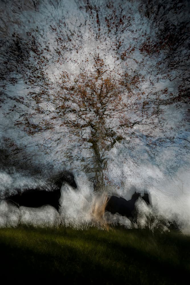 Dreamy Autumn Tree by Milan Malovrh — canvas wall art