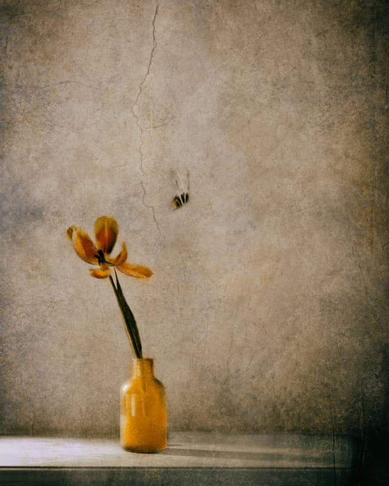 Rustic Bloom and Bee by Delphine Devos — canvas wall art