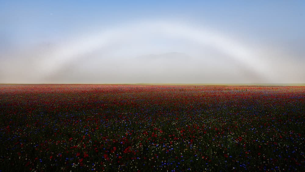 Poppy Field Fogbow by Roberto Marchegiani — canvas wall art