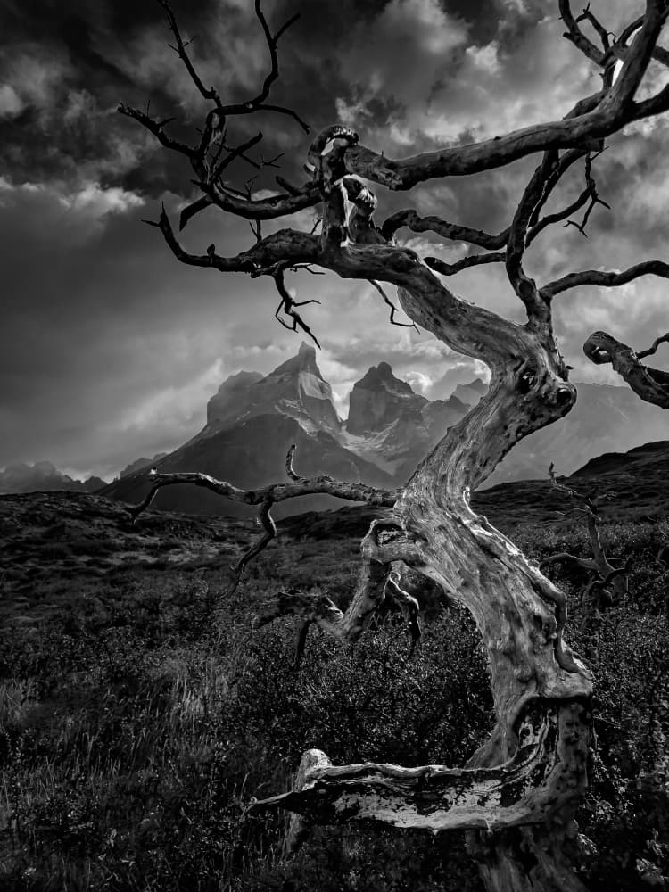 Twisted Tree Dramatic Peaks by Bing Li — canvas wall art