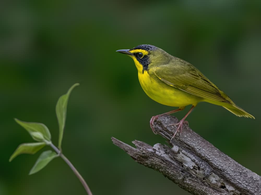 Bright Kentucky Warbler by Jacob (Jian) Xu — canvas wall art