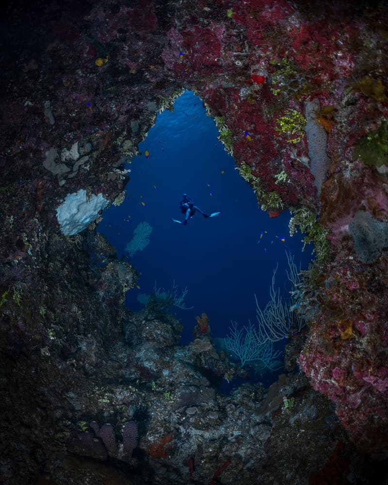 Diver Through Coral Arch by Jennifer Lu — canvas wall art