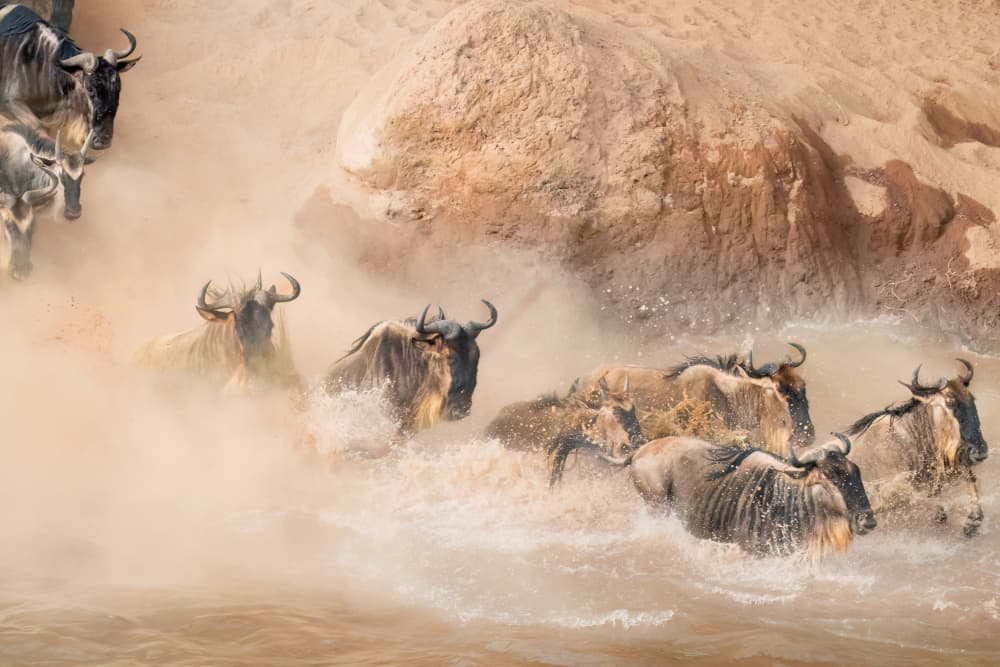 Wildebeest River Crossing by Jie Fischer — canvas wall art