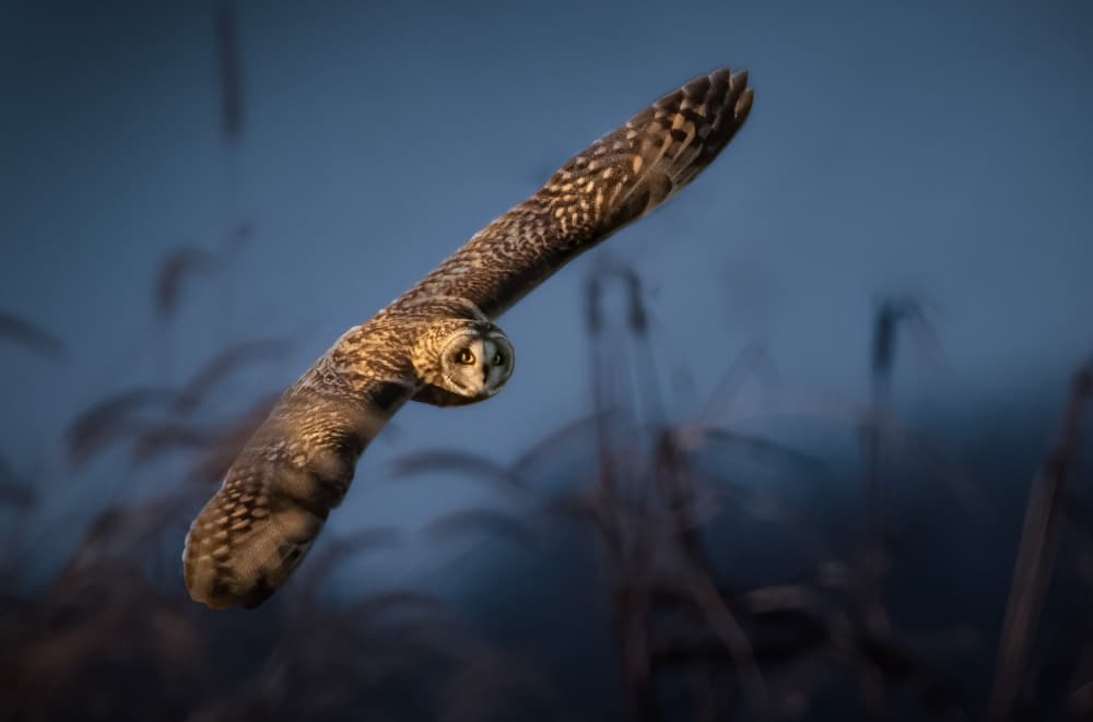Focused Owl in Flight by Robert Zhang — canvas wall art