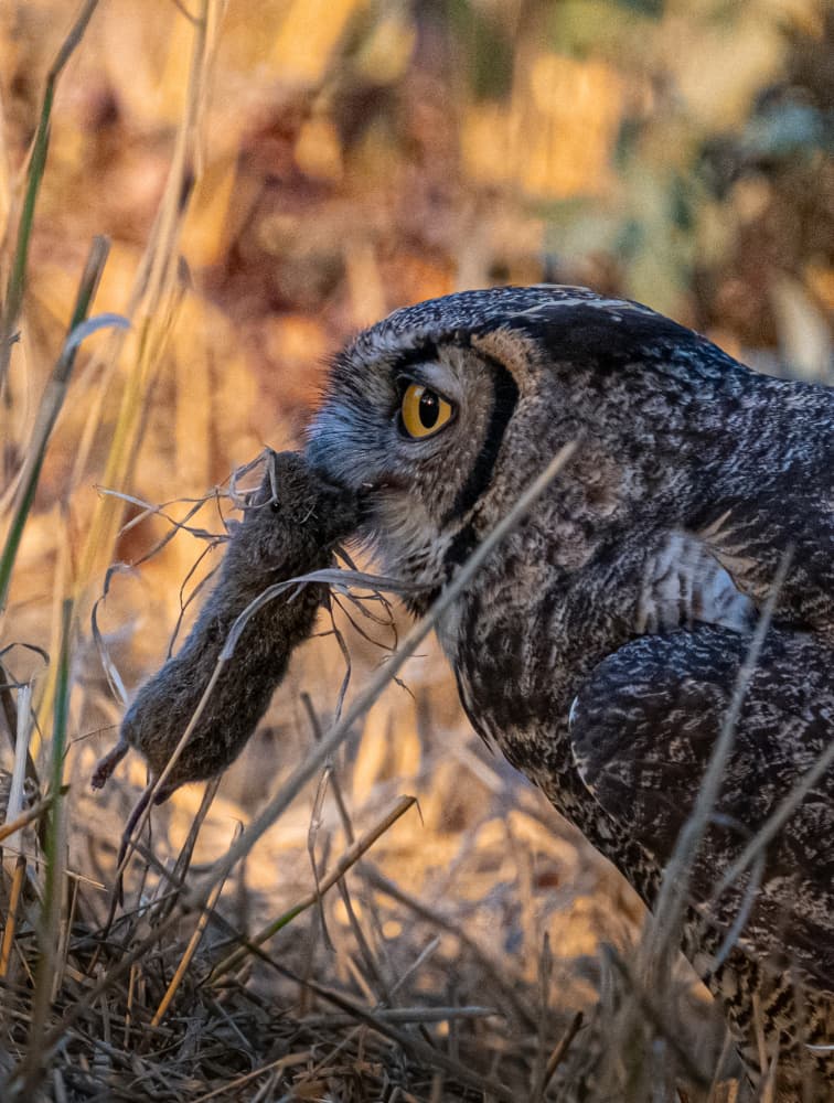 Owl With Prey by Johnson Huang — canvas wall art