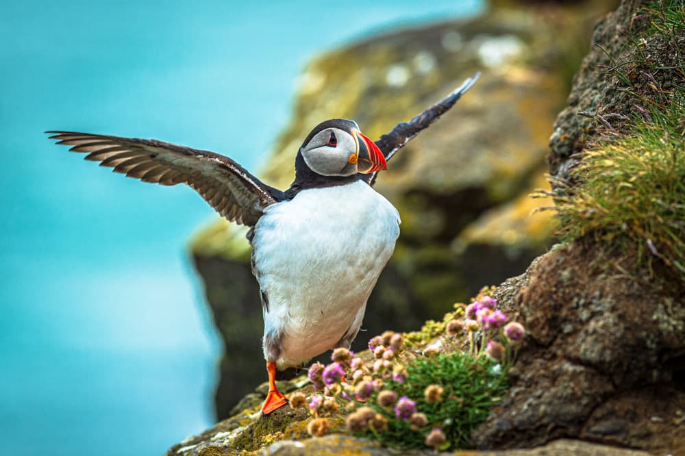 Puffin Taking Flight by Jeffrey C. Sink — canvas wall art
