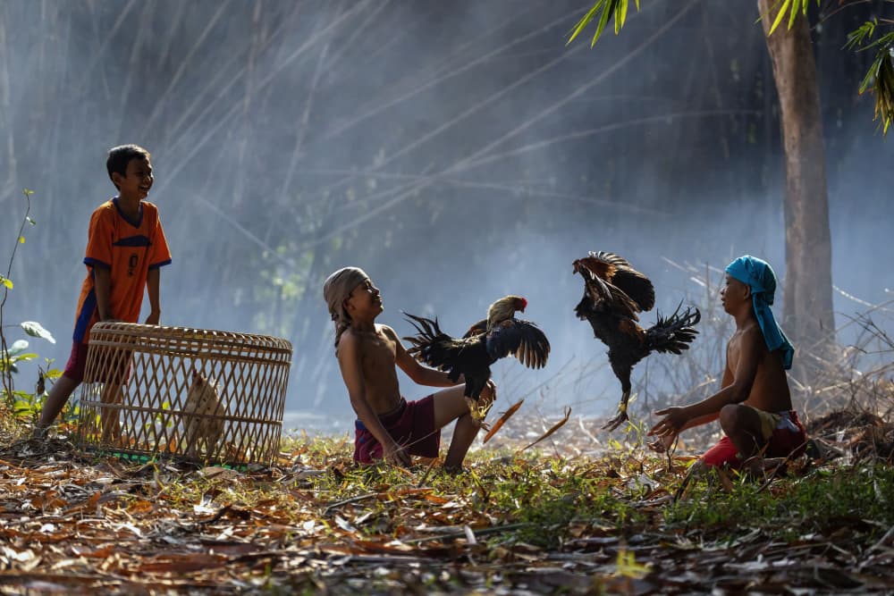 Boys and Roosters Playing by Sally Widjaja — canvas wall art