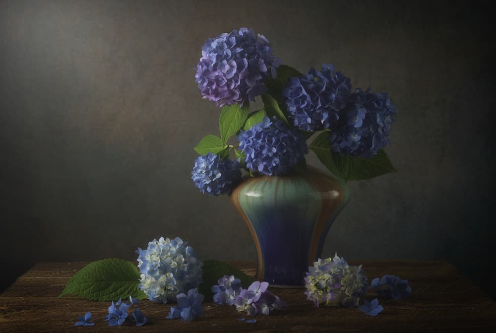 Blue Hydrangeas Still Life by YY DB — canvas wall art