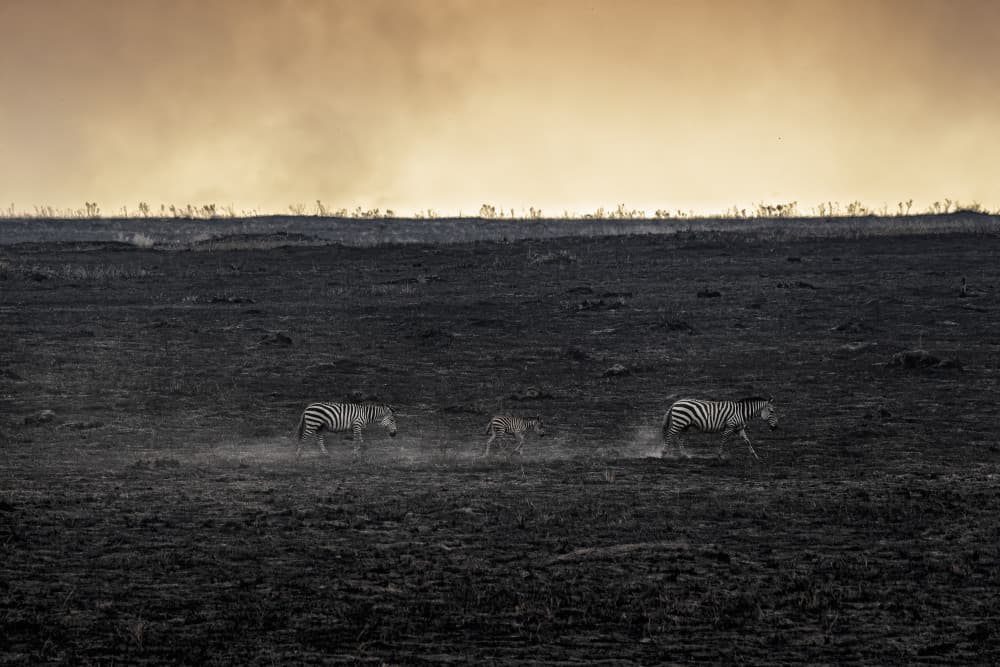 Running Zebras Golden Sky by Roberto Marchegiani — canvas wall art