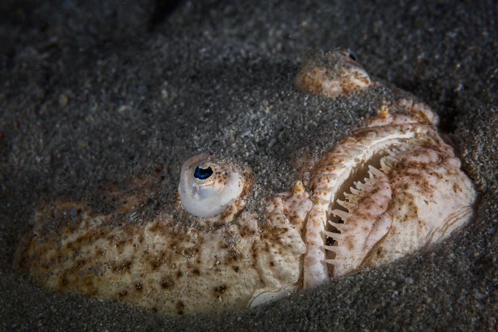 Sand Fish Blue Eye by Barathieu Gabriel — canvas wall art