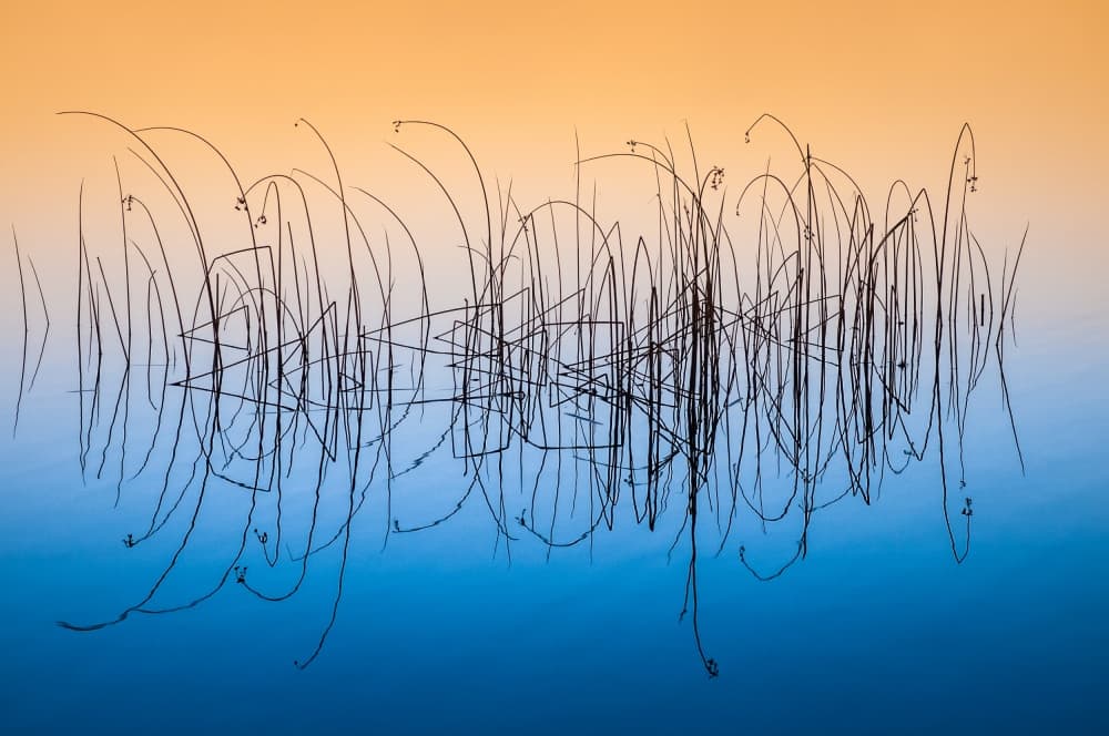 Golden Hour Reeds by Benny Pettersson — canvas wall art