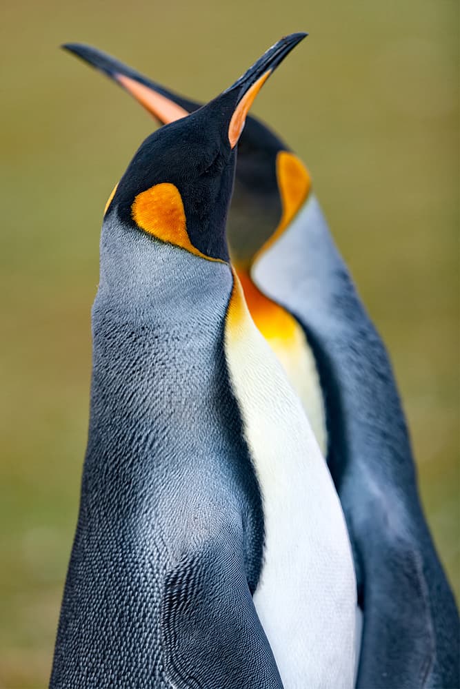 Majestic King Penguins by Joan Gil Raga — canvas wall art