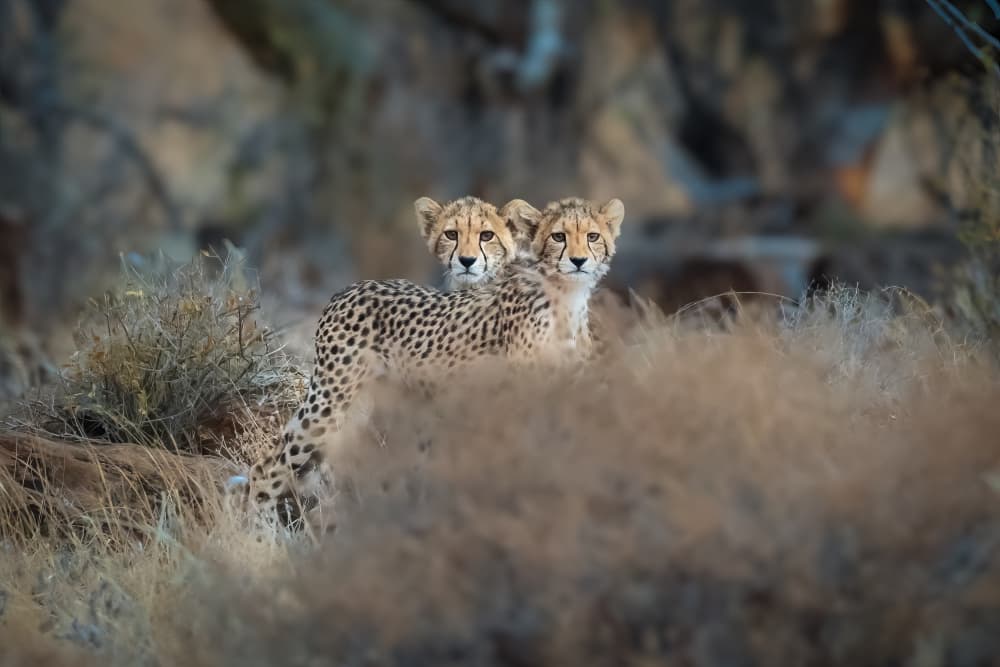 Curious Cheetah Cubs by Jeffrey C. Sink — canvas wall art