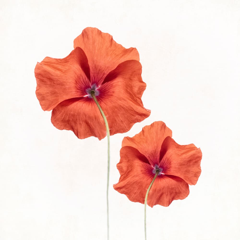 Uplifting Red Poppies by Lotte Grønkjær — canvas wall art