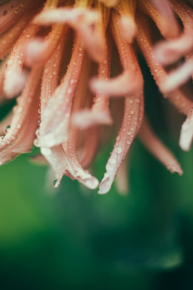 Morning Dew on Petals by Javier Pardina — canvas wall art