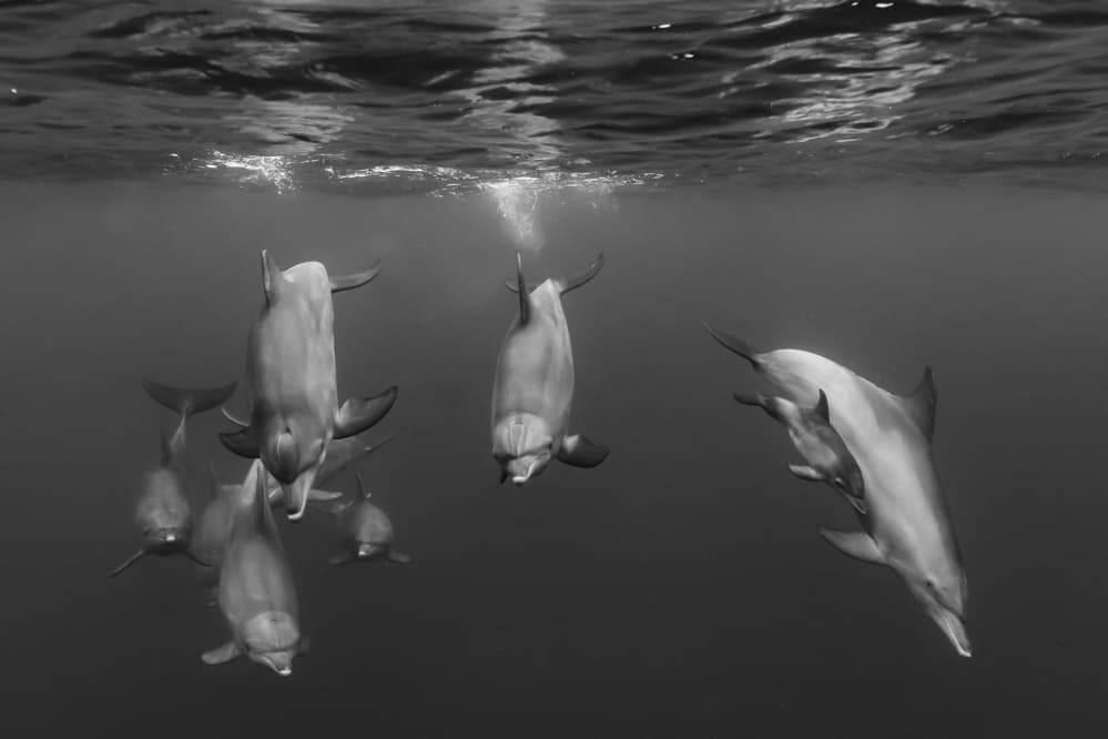 Dolphins Ocean Ballet by Serge Melesan — canvas wall art
