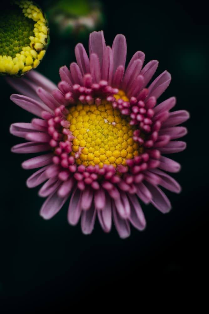 Vibrant Pink Bloom by Javier Pardina — canvas wall art