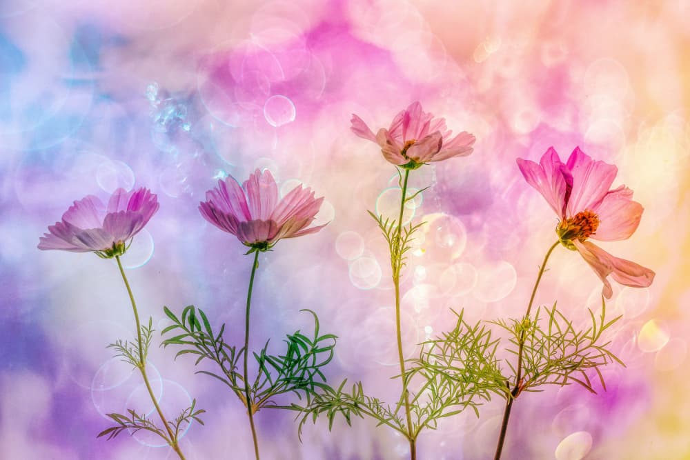 Dreamy Cosmos Flowers by Hilda van der Lee — canvas wall art