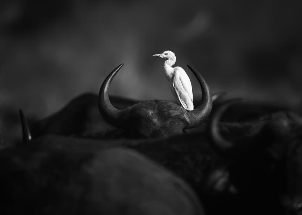 Cattle egret by Siyu_Wei APA — canvas wall art