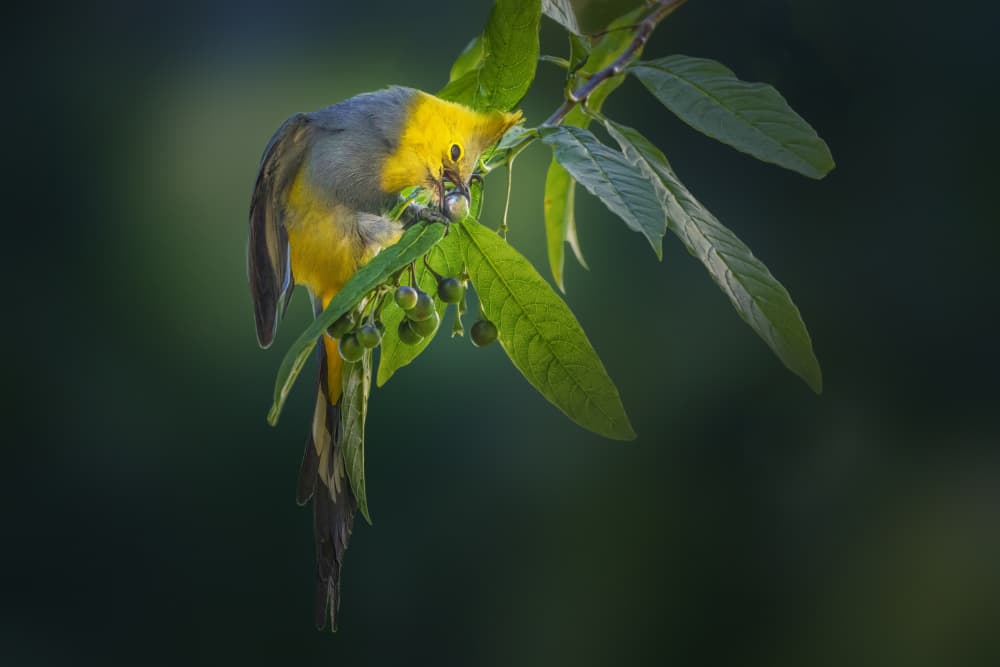 Yellow Bird Eating Berries by Qing Zhao — canvas wall art