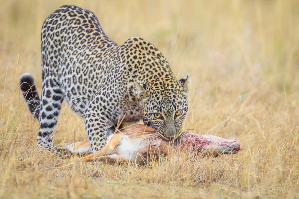 Leopard's Meal by Jeffrey C. Sink — canvas wall art