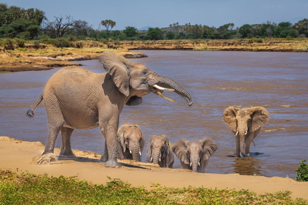 African Elephant Family River by Mark Strom — canvas wall art