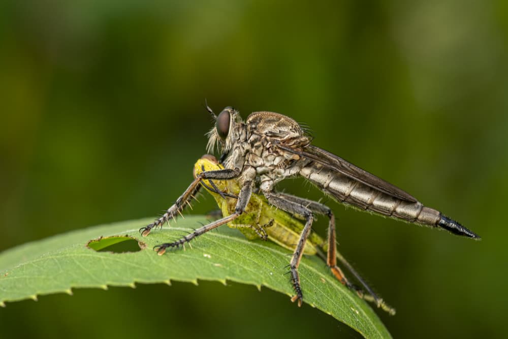 Robber Fly Hunts Grasshopper by Ajar Setiadi — canvas wall art