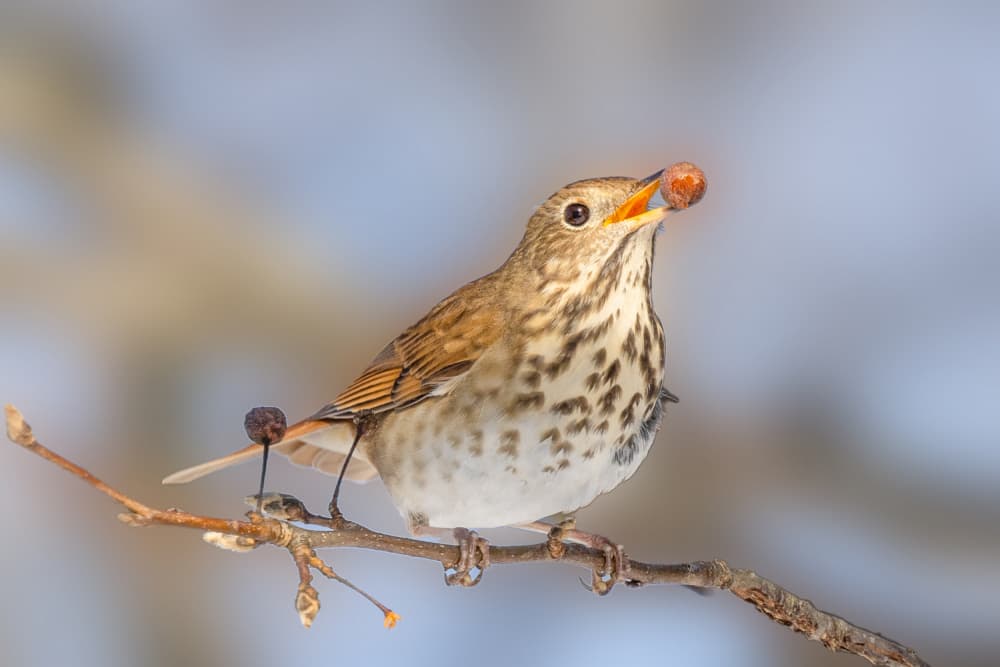 Winter Bird's Berry by ZY Zhang — canvas wall art