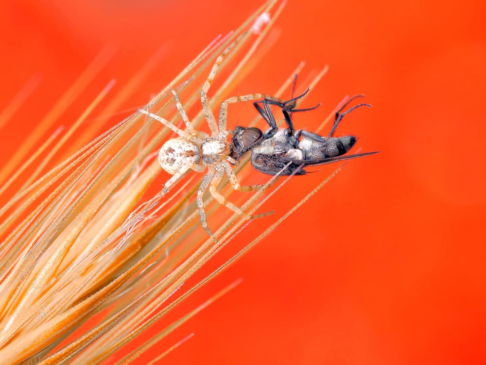 Spider's Golden Feast by Thierry Dufour — canvas wall art