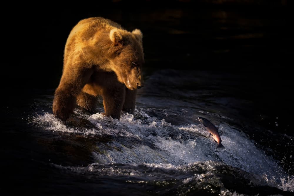 Grizzly Salmon Leap by Hanping Xiao — canvas wall art