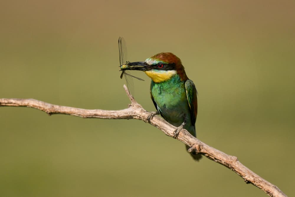 Vibrant Bee-eater Hunter by Rob Li — canvas wall art