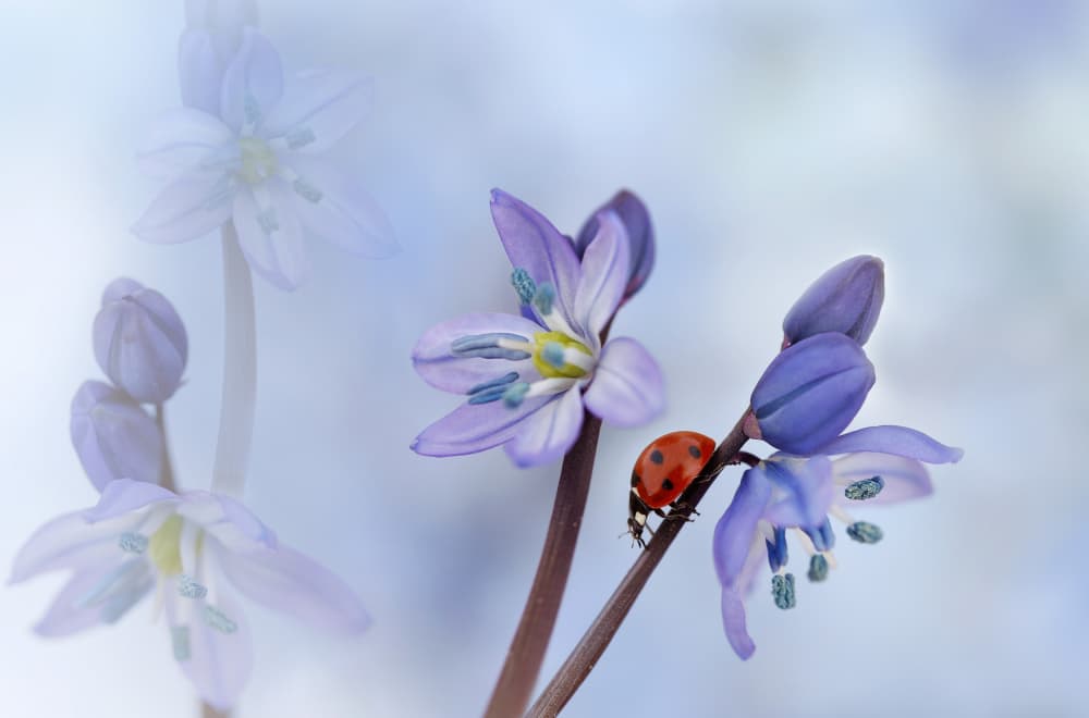 Ladybird with purple flowers by Ellen van Deelen — canvas wall art