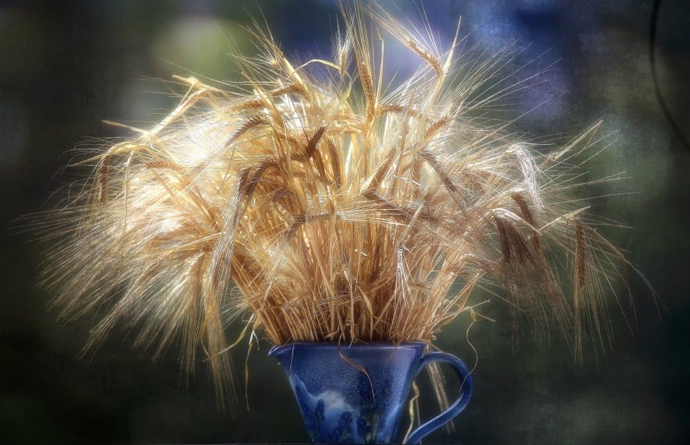 Golden Harvest Wheat by Anna Cseresnjes — canvas wall art
