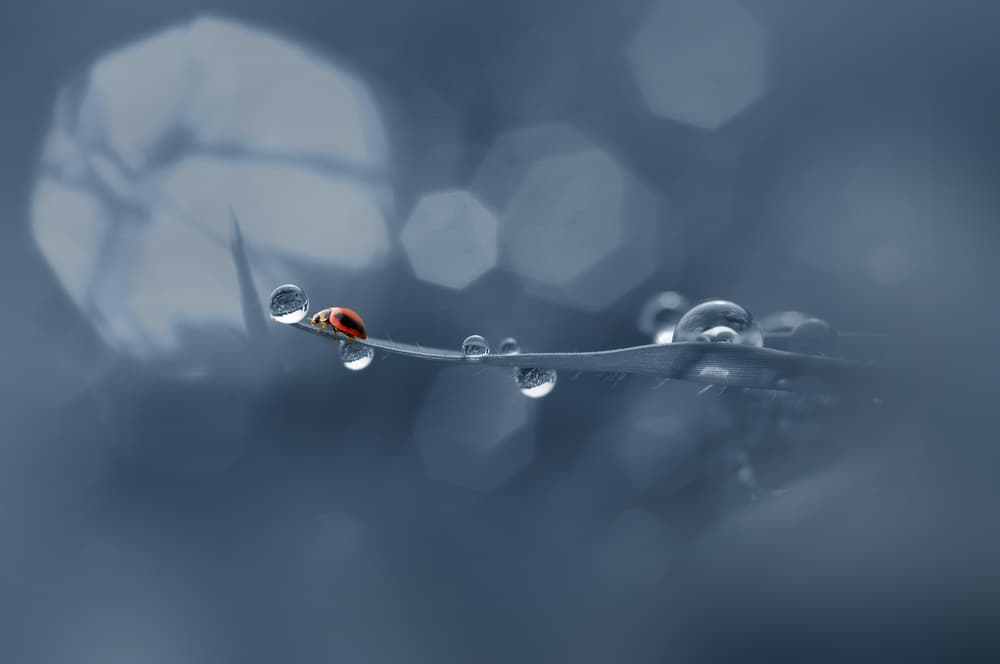 Ladybug's Dewy Path by Andri Priyadi — canvas wall art