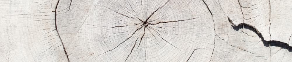 Aged Tree Stump Texture by Pictufy Studio III — canvas wall art