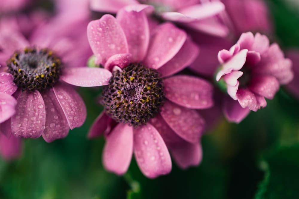 Dewy Pink Blooms by Javier Pardina — canvas wall art