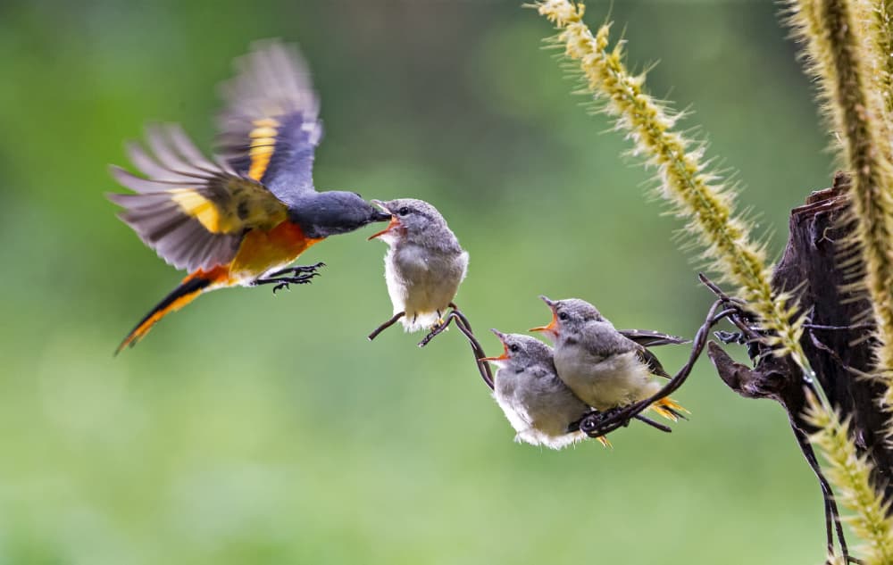 Tropical Bird Feeds Chicks by Angela Muliani Hartojo — canvas wall art