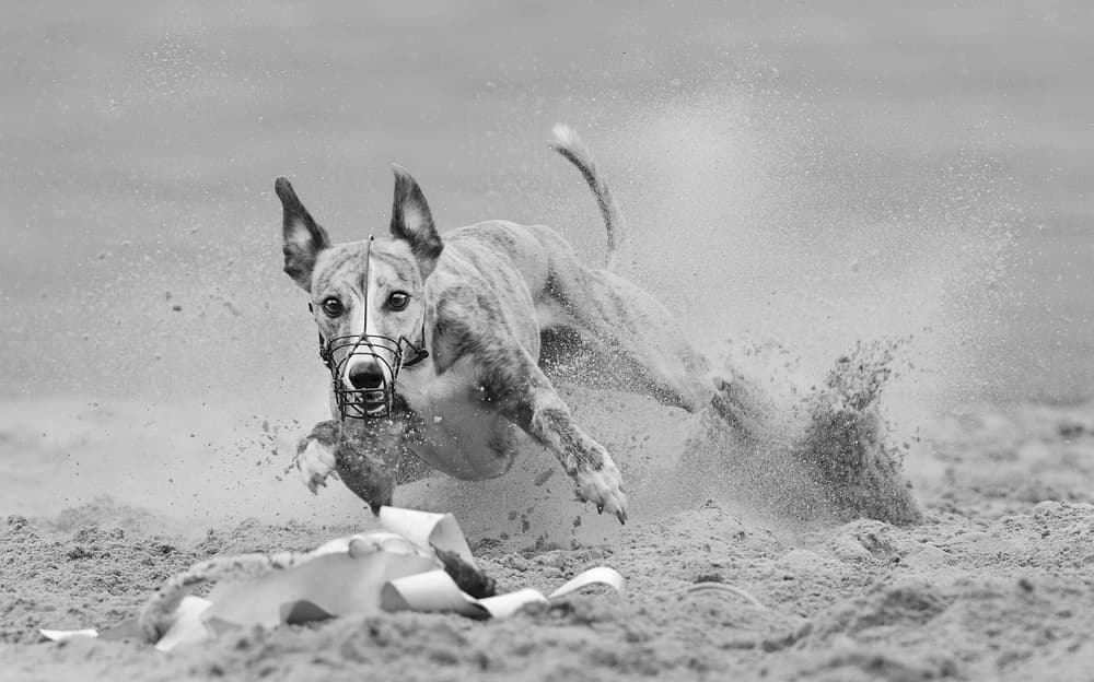 Greyhound Race Action by Muriel Vekemans — canvas wall art