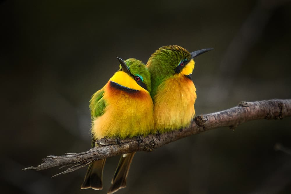Vibrant Bird Pair Perched by Hung Tsui — canvas wall art