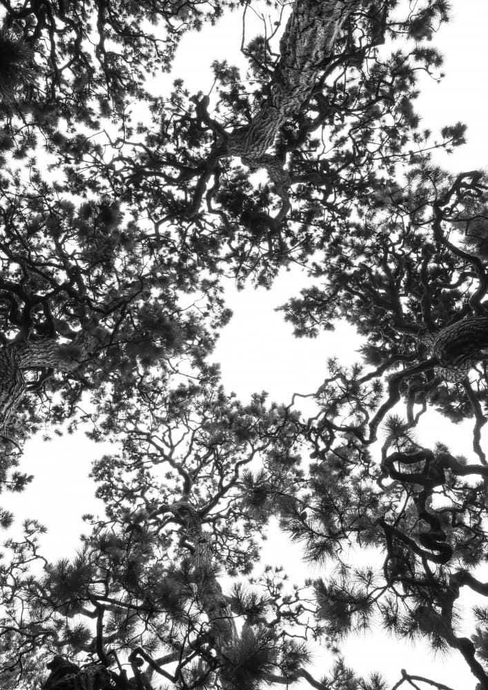 Canopy Symphony by Shot by Clint — canvas wall art