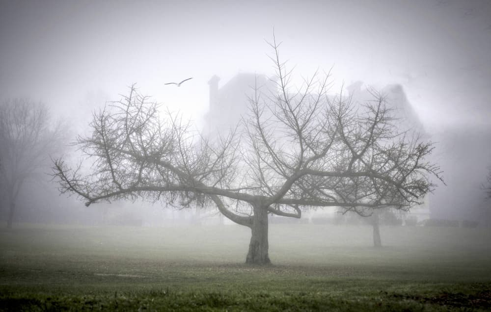 Misty Morning Solitary Tree by Anna Cseresnjes — canvas wall art