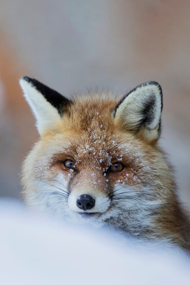 Snowy Fox Gaze by Paolo Bolla — canvas wall art