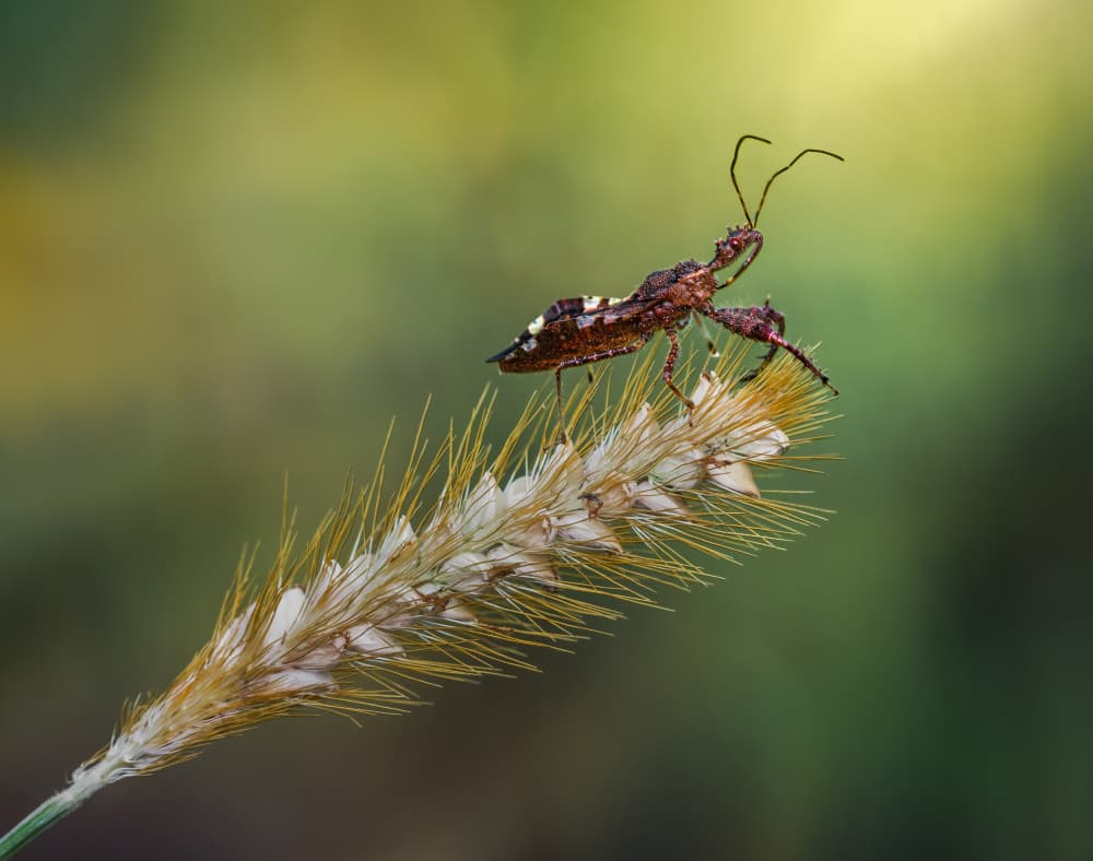 Mantis On Spikey Grass by Atul Saluja — canvas wall art