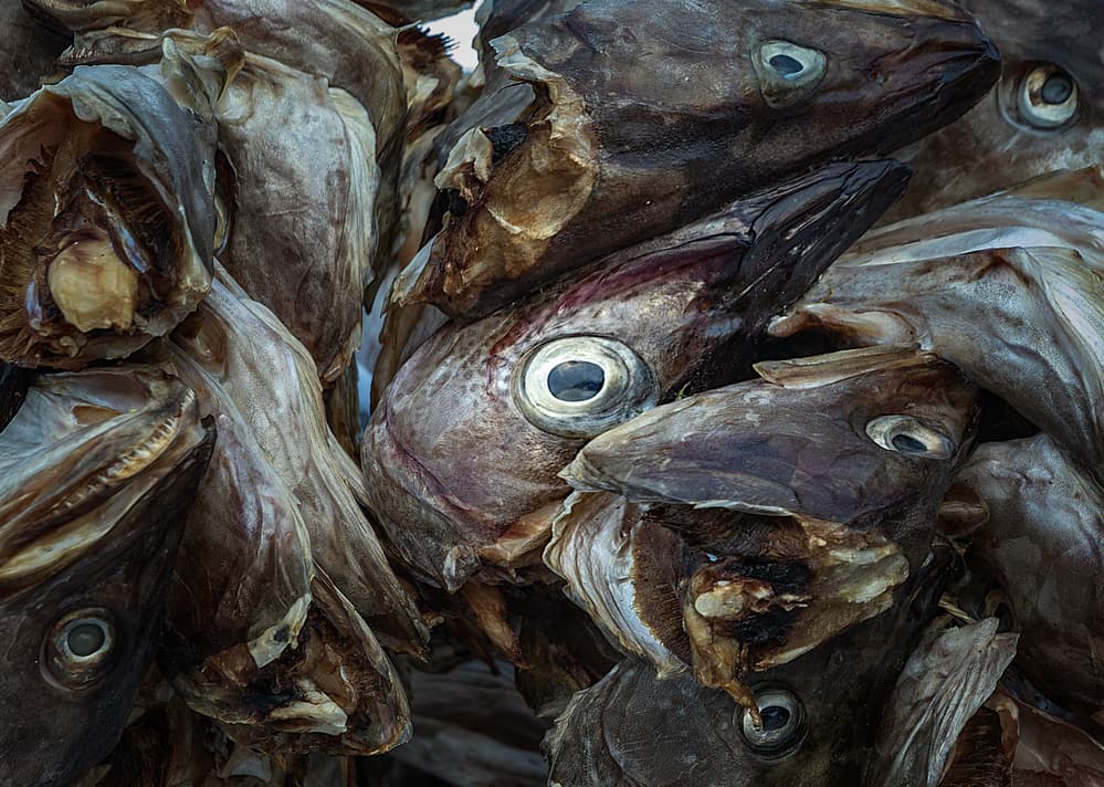 Rustic Dried Fish Heads by Juan I. Cuadrado — canvas wall art