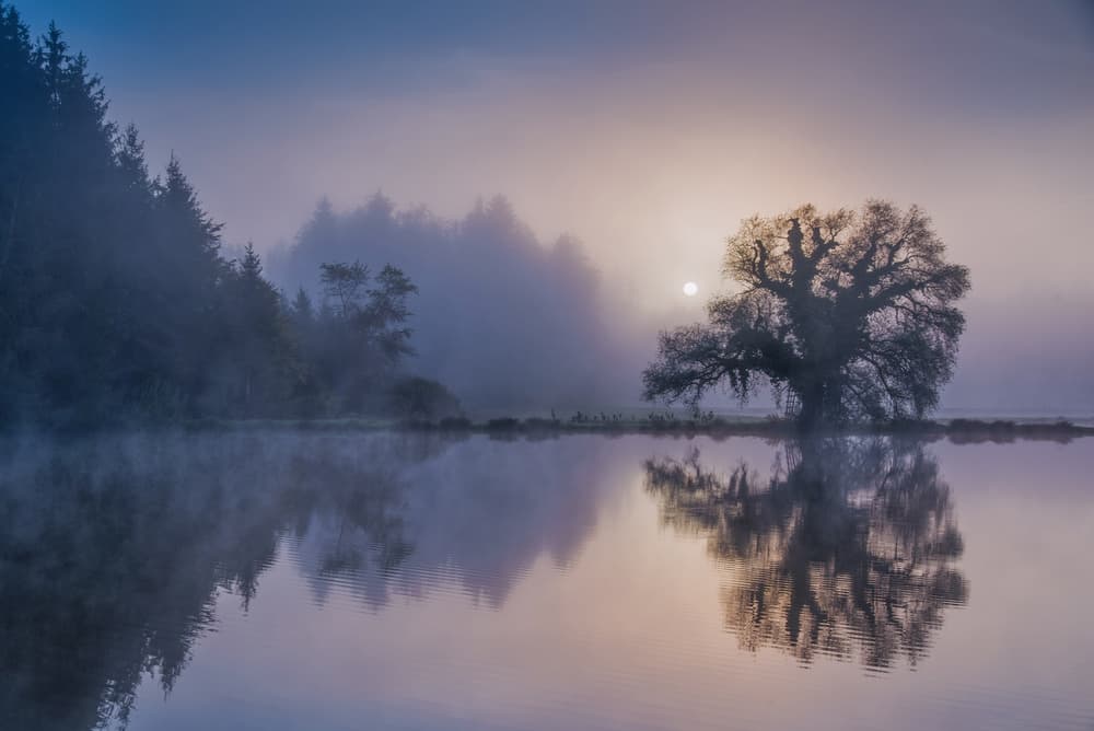 Misty Morning Tree Reflection by Ulrike Eisenmann — canvas wall art