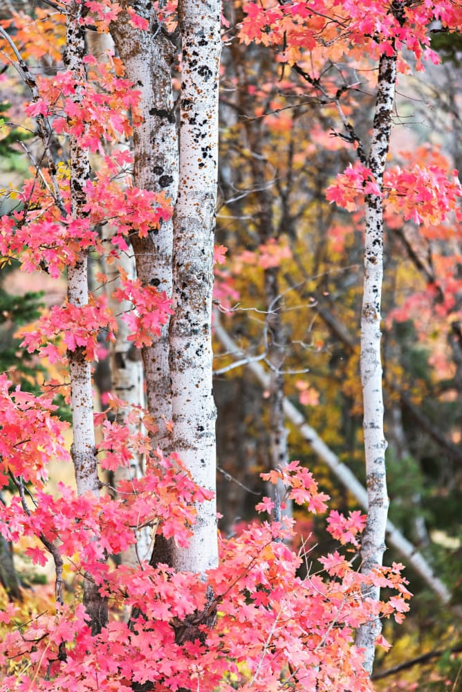 Pink Autumn Forest by Amanda Abel — canvas wall art