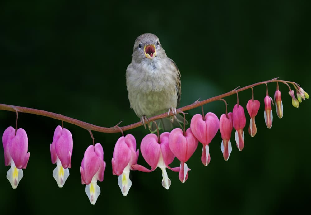 Spring Song by Michael Castellano — canvas wall art
